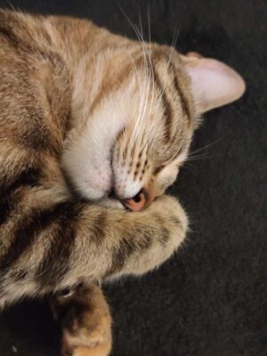 308bc0e7-0fec-4d18-90ff-3850d6cb3678