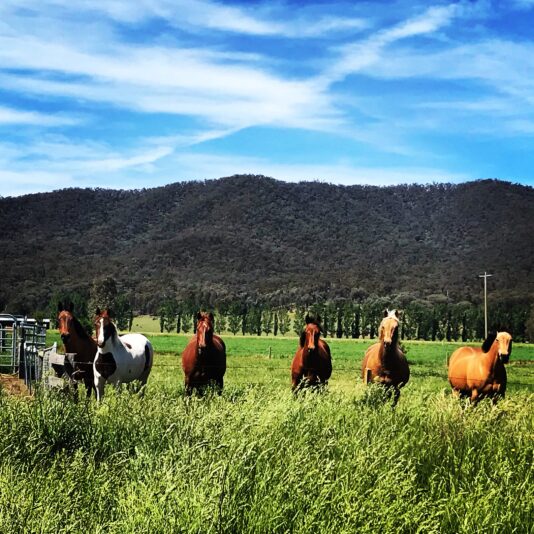 FB2B7C96-256C-4516-B50F-174EE2B0D4F5